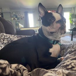 Riggs - Boston Terrier