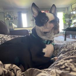 Riggs - Boston Terrier