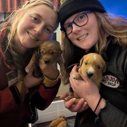 Golden Retriever Puppies from Floden Farm Golden Retrievers