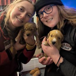 Golden Retriever Puppies from Floden Farm Golden Retrievers