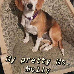 Beagle All Grown Up from Hamptons Ridge Beagles