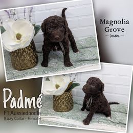 Aussiedoodle, Australian Mountain Doodle, Bernedoodle, and Poodle Puppies from Magnolia Grove Doodles