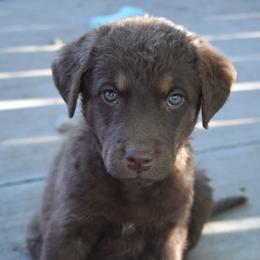 Blossom - Brown female Chesapeake Bay Retriever puppy in Soap Lake, Washington from Desert Oasis Kennels
