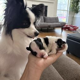 Uno - White and black male Papillon puppy in Tulsa, Oklahoma from Peppy Papillons