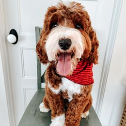 Ransom - Goldendoodle