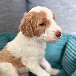 Pony Boy (Tan White Parti) - Parti male Goldendoodle puppy in Toledo, Ohio from Avery Doodle Day LLC