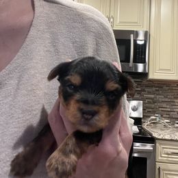 "Sweetness overload 💕" Poodle and Yorkshire Terrier Puppies from Keystone Poodles
