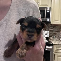 "Sweetness overload 💕" Poodle and Yorkshire Terrier Puppies from Keystone Poodles