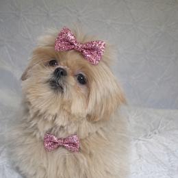 Cartier - Gold male Shih Tzu puppy in Riverside, California from Be Dazzled Shihtzu