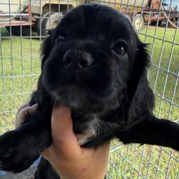 Girl - Black female English Cocker Spaniel puppy in Millen, Georgia from Pine Hill Kennels