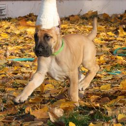 Great Dane Puppies from Dunn Right Ranch