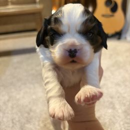 Clara - Tri-color female Cavalier King Charles Spaniel puppy in Maryland from Trina’s Little Lap Dogs