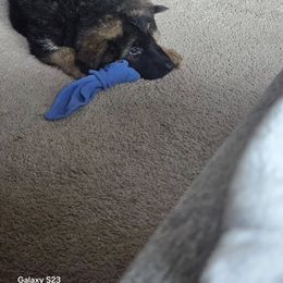 German Shepherd Puppies from Ewig Krieger Kennels