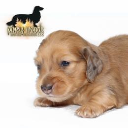 Oaks RUSSIAN ITALIAN - Dapple male Dachshund puppy in Linden, Texas from Piney Woods Miniature Dachshunds LLC