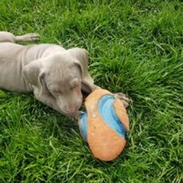 Weimaraner Puppies from Miller's Weimaraners