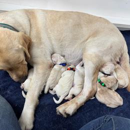Purple collar - Yellow female Labrador Retriever puppy in Beaverdam, Virginia from Riverside Sunset Labrador Retrievers