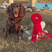 Boykin Spaniel and English Springer Spaniel All Grown Up from 31 Pines Springers & Retrievers