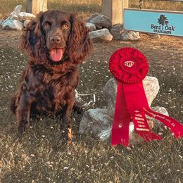 Boykin Spaniel and English Springer Spaniel All Grown Up from 31 Pines Springers & Retrievers
