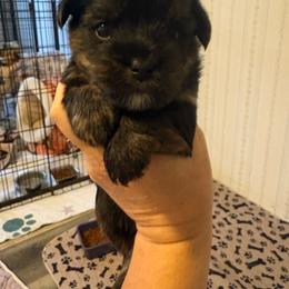 Jimmy - Black and tan male Yorkshire Terrier puppy in Lamar, Missouri from RJ’S Classy Yorkies