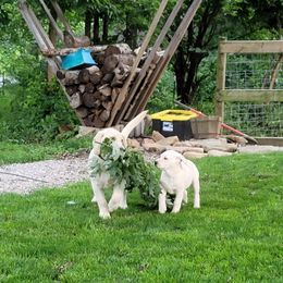 Dilute Retriever and Labrador Retriever Puppies from SmoKy Hills Labradors