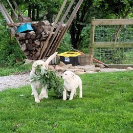 Dilute Retriever and Labrador Retriever Puppies from SmoKy Hills Labradors