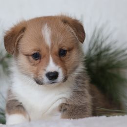 Aiden - Red male Pembroke Welsh Corgi puppy in Morgantown, Pennsylvania from Goldstar Puppies (License Number 18519)