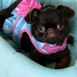 Brussels Griffon All Grown Up from Rose Urlacher