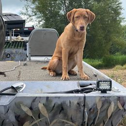 Labrador Retriever All Grown Up from Perfect Storm Kennels