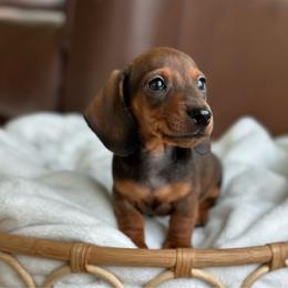 D'Artagnan - Red male Dachshund puppy in Crystal, Michigan from Mare-Bella Smoothcoat Edition