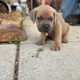 Maximus - Fawn male Cane Corso puppy in Forney, Texas from Dallas Lonestar Bullies