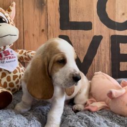 Basset Hound Puppies from Baggy Butt Bassets