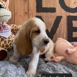 Basset Hound Puppies from Baggy Butt Bassets