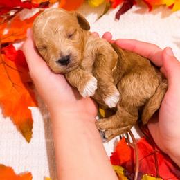 Corn - Apricot male Goldendoodle puppy in Kissimmee, Florida from Poodle Doodle Kennels