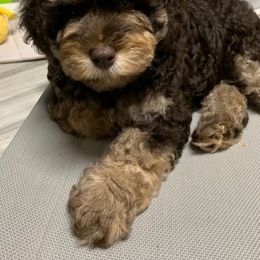 Australian Labradoodle Puppies from Charlotte Labradoodles