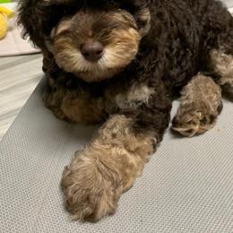 Australian Labradoodle Puppies from Charlotte Labradoodles