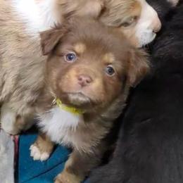 Aunt Bethany - Red tri-color female Australian Shepherd puppy in Almo, Kentucky from Riley's Paw Pals