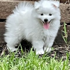American Eskimo Dog Puppies from Soleil American Eskimos