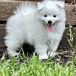 American Eskimo Dog Puppies from Soleil American Eskimos