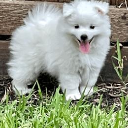American Eskimo Dog Puppies from Soleil American Eskimos