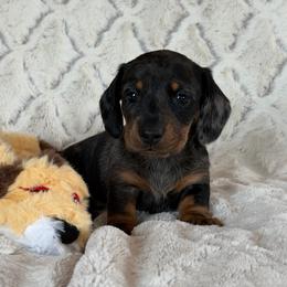 Bang - Dapple male Dachshund puppy in Brashear, Texas from Shepherds Run Miniature Dachshunds