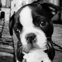 Boston Terrier Puppies from Our Gang Bostons