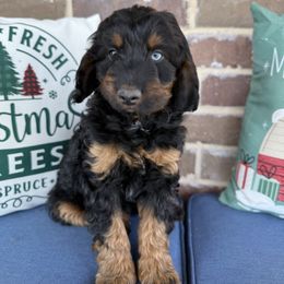 Boy 3 - Black phantom male Aussiedoodle puppy in Paradise, Texas from Diamond Z Poodles & Doodles