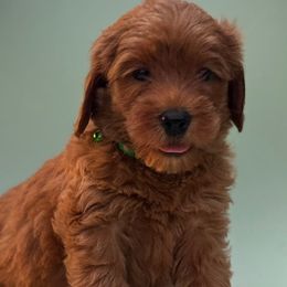 Boy 2 ( Finn ) - Red male Australian Labradoodle puppy in Waco, Texas from RainPuddle's Labradoodles