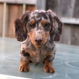 Dachshund Puppies from ForeversEdge Doxies