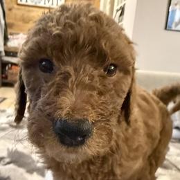 Brown - Chocolate female Goldendoodle puppy in Clermont, Florida from Da Ruba Doodles