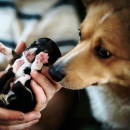 American Corgi puppies from Whimsical Treasure Corgis