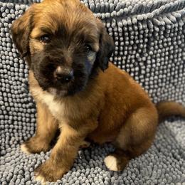 Doc - Brown and white male Saint Berdoodle puppy in Saint Joseph, Missouri from Home Raised St. Berdoodles