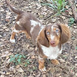 Picasso - Dapple male Dachshund puppy in Lakeland, Florida from Elite Doxies Florida