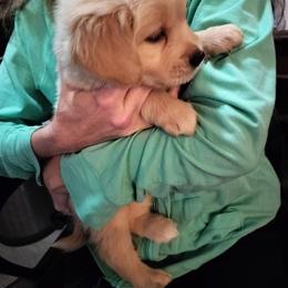 Red - Golden female Golden Retriever puppy in Madison, Ohio from Heckmans English Cream Golden Retrievers