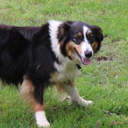 Rebel - Australian Shepherd